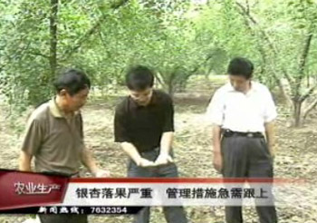 銀杏落果嚴(yán)重 管理措施急需跟上