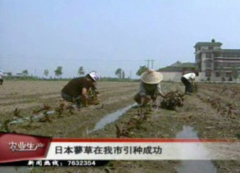 日本蓼草在我市引種成功