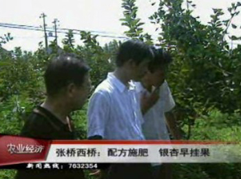 測土配方施肥 銀杏可早掛果