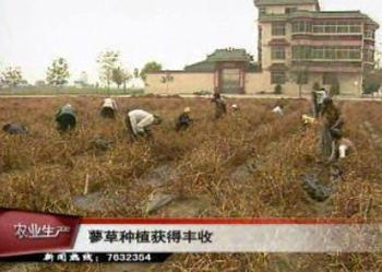 蓼草種植獲得豐收 高效農(nóng)業(yè)又添新寵