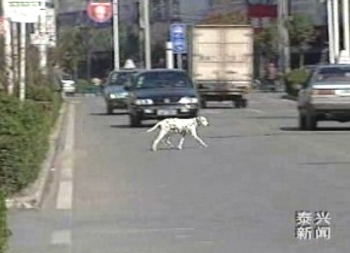 養(yǎng)狗成患 市民受擾