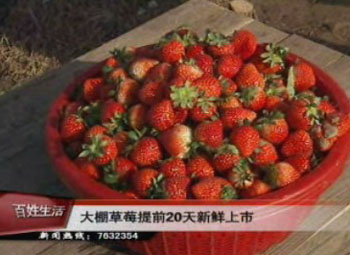 大棚草莓提前20天新鮮上市