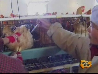 古溪鎮(zhèn)苗雞炕孵形成富民產(chǎn)業(yè)