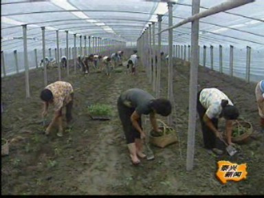新街鎮(zhèn):搶抓適期 定植蔬菜苗