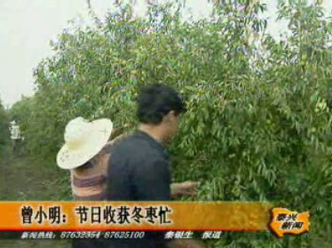 曾小明:節(jié)日收獲冬棗忙