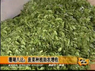 珊瑚八達(dá):菠菜種植助農(nóng)增收