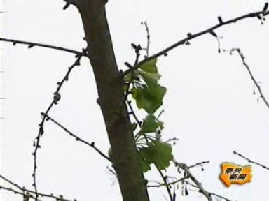 專家提醒:銀杏冬季發(fā)芽 應及早采取措施