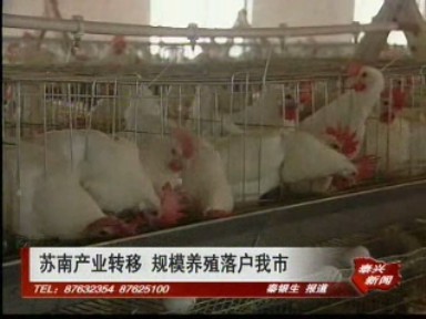 蘇南產(chǎn)業(yè)轉(zhuǎn)移 規(guī)模養(yǎng)殖落戶我市