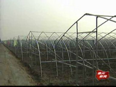 規(guī)模高效農(nóng)業(yè):亮點(diǎn)多 特色新