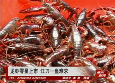 龍蝦零星上市 江刀一魚難求