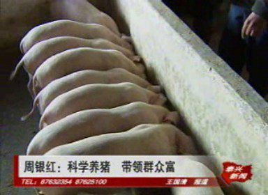 周銀紅:科學(xué)養(yǎng)豬 帶領(lǐng)群眾富