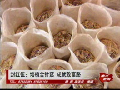 封紅伍:培植金針菇 成就致富路