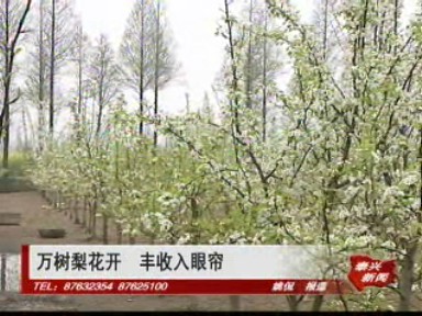 萬樹梨花開 豐收入眼簾