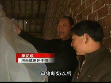 季花成:自繁自育 規(guī)模養(yǎng)殖生豬